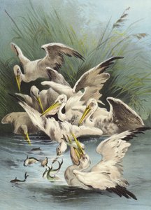 Pelikánok táplálkozása (chromolitho)