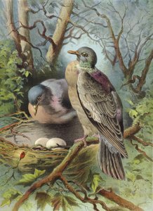 Ring Dove (chromolitho)