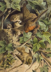 Robin, elhagyja a fészket (chromolitho)