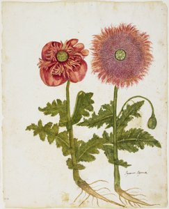 Mák (Papaver spp.) (wc és tempera papíron)