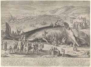 Bálna rekedt Berckheyben, 1598