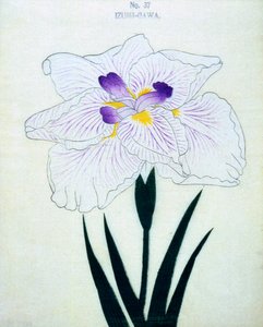 Izumi oldalán. 37, 1898