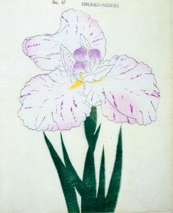 Shokko Nishiki, a. 48, 1898