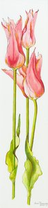 Három vörös liliomvirágú tulipán Marianne, akvarell, 2010
