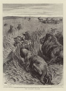 A Stalker leskelődött