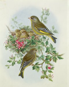 Zöldpinty, 1873 (wc, ceruza papíron)