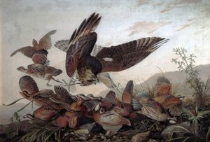 Hawks Attacking Partridges, 1826