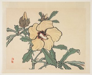 Virágzó hollyhock