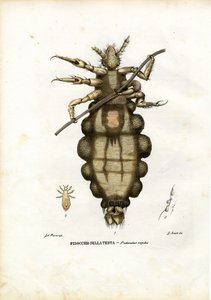 Tetű, 1863-79