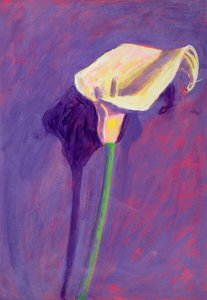 Arum Lily (olaj a kártyán)