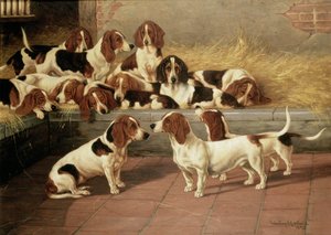 Basset kutyák egy kennelben, 1894
