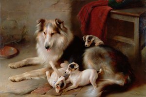 Collie foxterrier kölykökkel, 1913