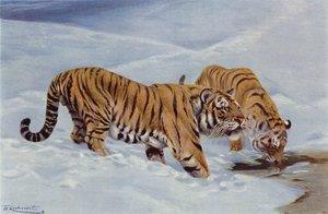 Mandzsúriai Tigris