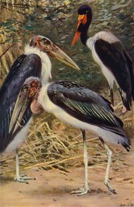 Marabou és Jabiru