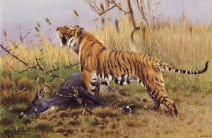 Tigris