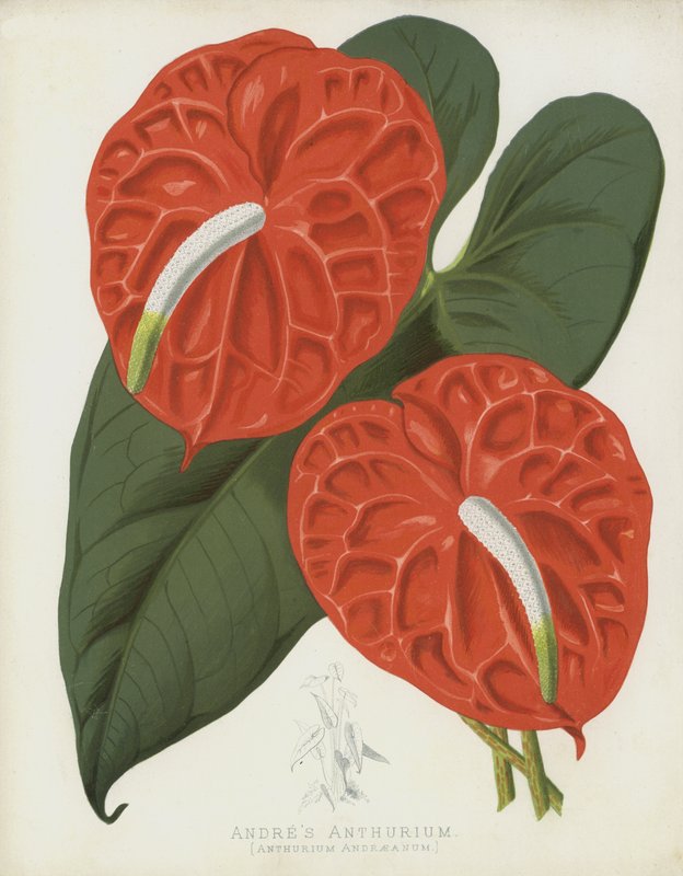 Andres Anthurium, Anthurium Andraeanum alkotó: English School