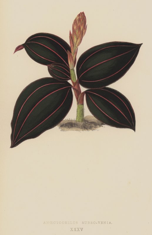 Anoectochilus Rubro-Venia alkotó: English School