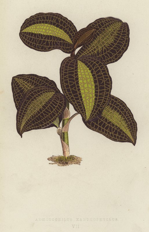 Anoectochilus Xanthophyllus alkotó: English School