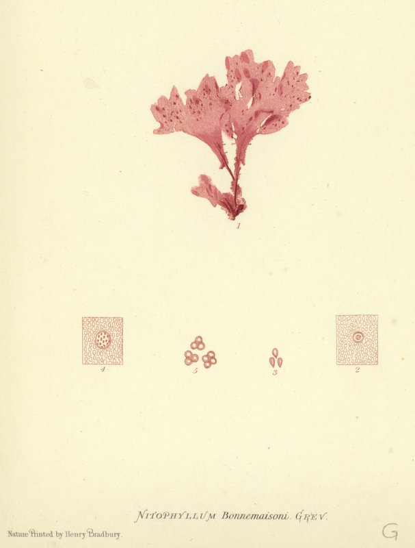 British Sea-Weed (nature printed) alkotó: English School