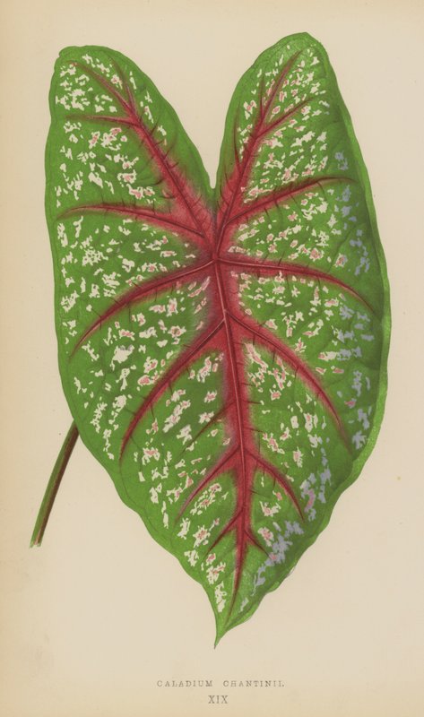 Caladium Chantinii alkotó: English School