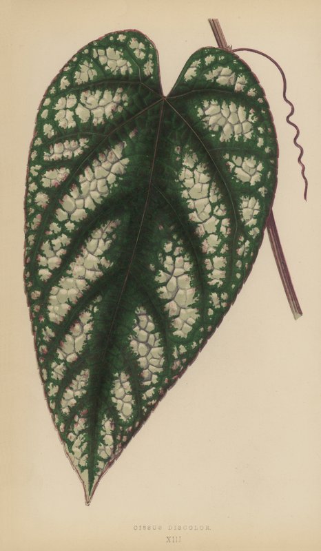 Cissus elszíneződés alkotó: English School