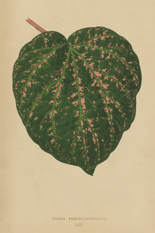 Cissus Porphyrophyllus alkotó: English School