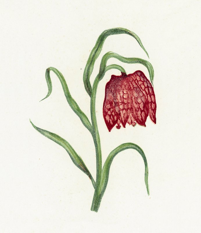 Közönséges fritillary, Fritillaria Meleagris alkotó: English School