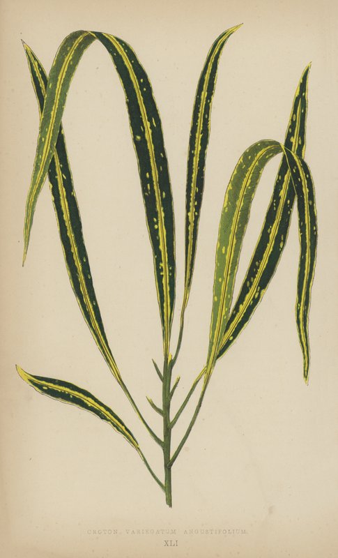 Croton Variegatum Angustifolium alkotó: English School
