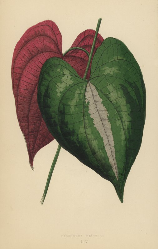 Dioscorea elszíneződés alkotó: English School