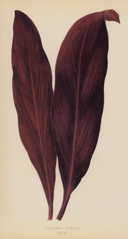 Dracaena Ferrea alkotó: English School