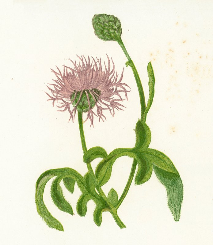 Csillagfű, Centaurea Scabiosa alkotó: English School