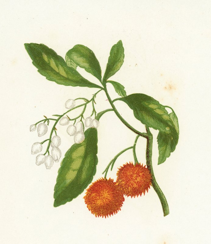 Eperfa, Arbutus Unedo alkotó: English School