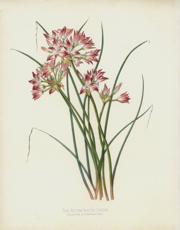 Acuminate hagyma, Allium Acuminatum alkotó: English School