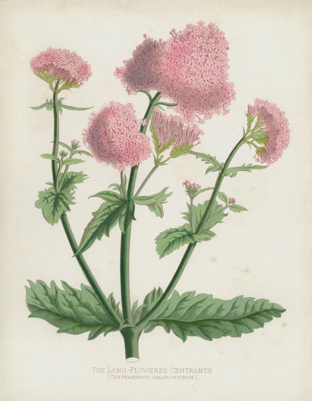 A hosszú virágú Centranth, Centranthus Macrosiphon alkotó: English School