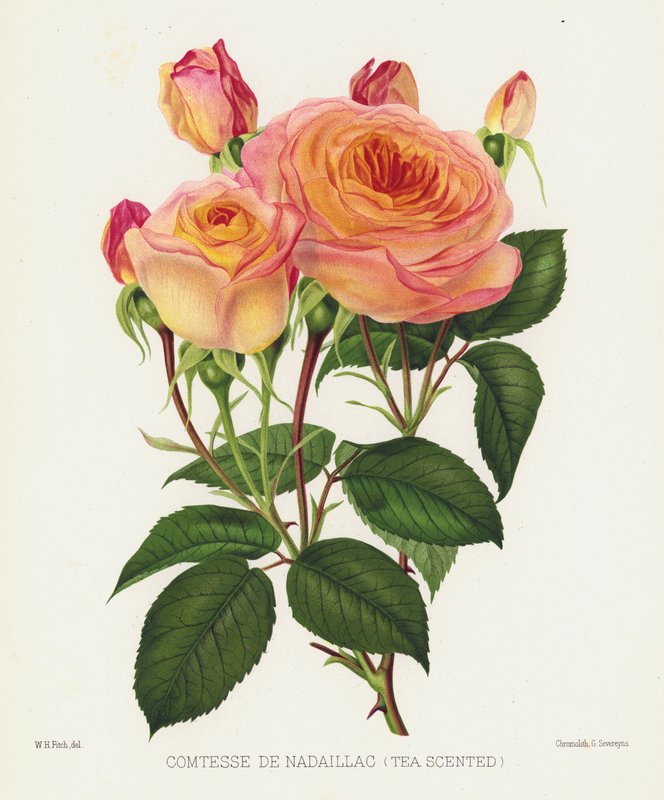 Rózsakert: Comtesse De Nadaillac, teaillatú alkotó: English School