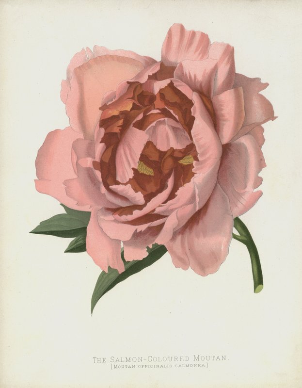 The Salmon-Coloured Moutan, Moutan Officinalis; Salmonea alkotó: English School