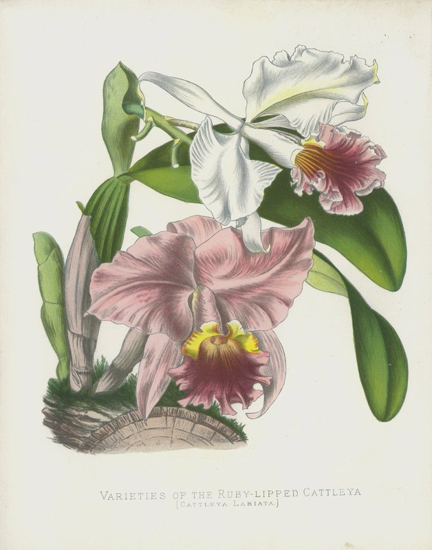 A Ruby Lipped Cattleya, Cattleya Labiata fajtái alkotó: English School
