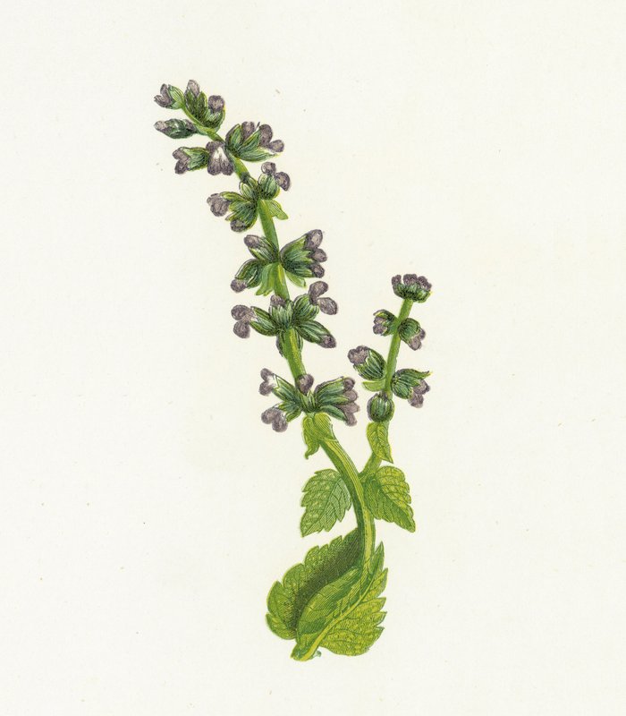 Vad angol Clary, vagy Sage, Salvia Verbenaca alkotó: English School