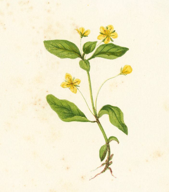 Wood Loosestrife, Lysimachia Woods alkotó: English School