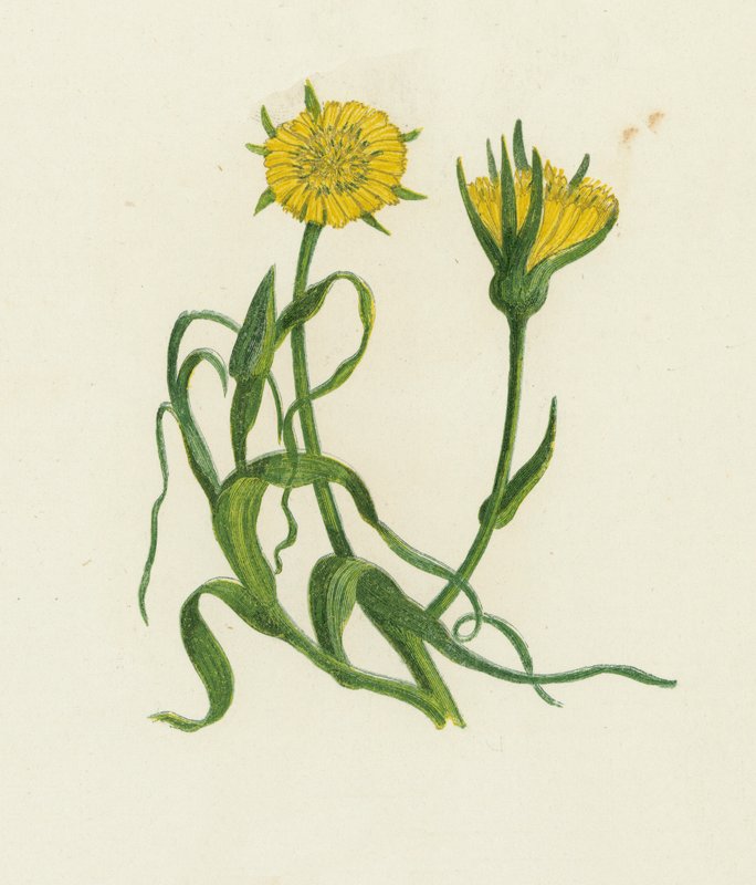 Sárga kecskeszakáll, Tragopogon Pratensis alkotó: English School