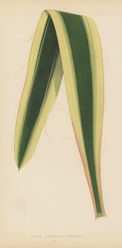 Yucca Aloifolia Variegata alkotó: English School
