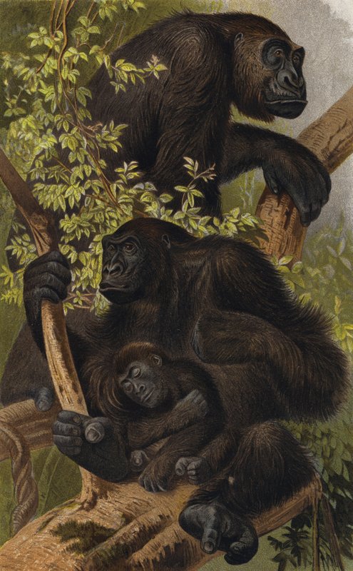 Gorilla alkotó: European School