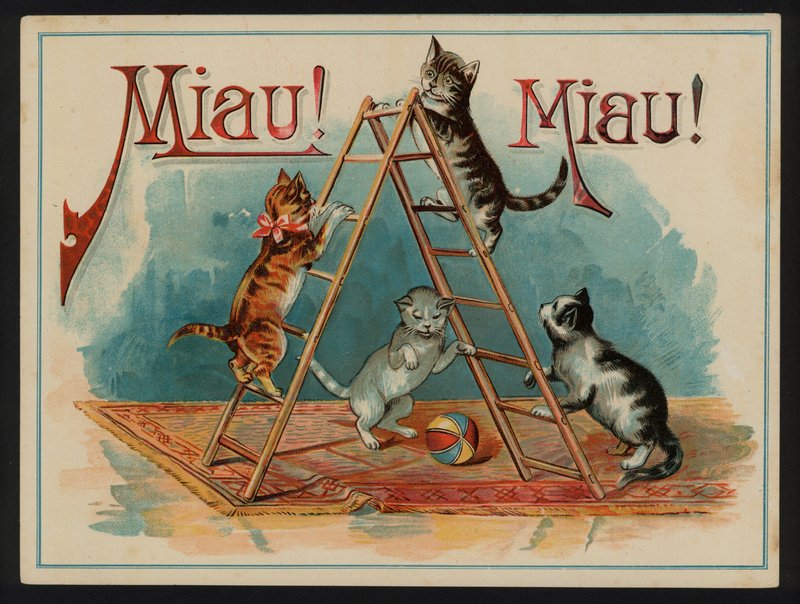 Miaú! Miaú! alkotó: European School
