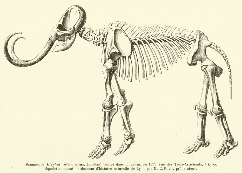 Mamutot (Elephas intermedius, Jourdan) találtak a Lehmben, 1859-ben, a rue des Trois-Artichautsban, Lyonban alkotó: French School