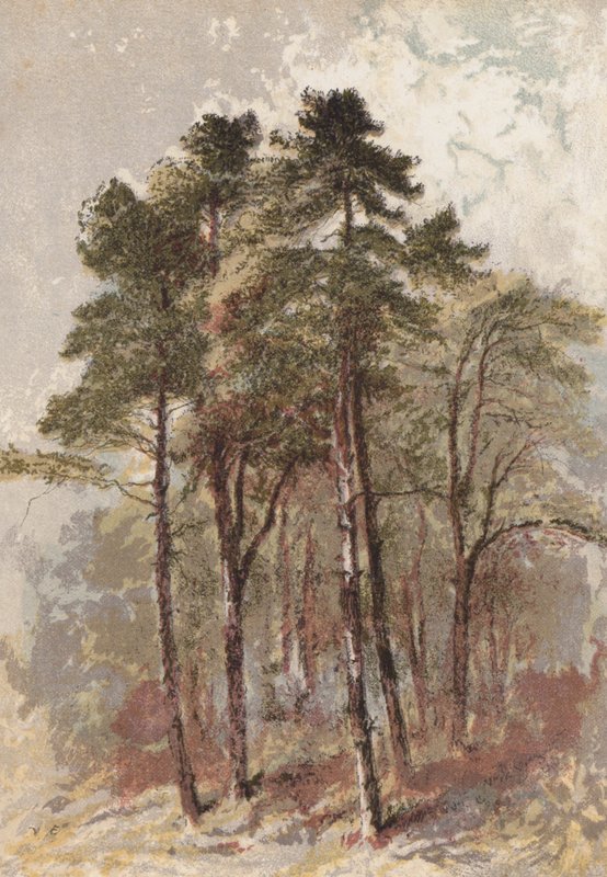 fenyőfacsoport (kromolito) alkotó: Aaron Edwin Penley