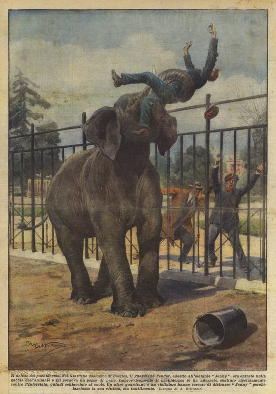 A pachyderm bűne alkotó: Achille Beltrame