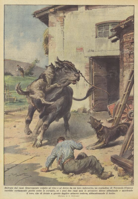 A kutyák megmentették alkotó: Achille Beltrame