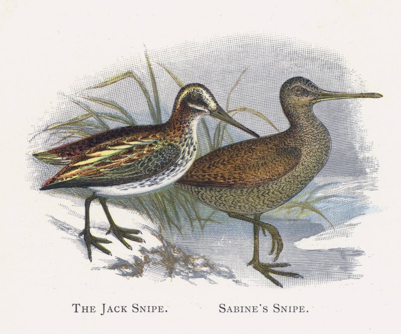 A Jack Snipe, Sabines Snipe alkotó: Alexander Francis Lydon