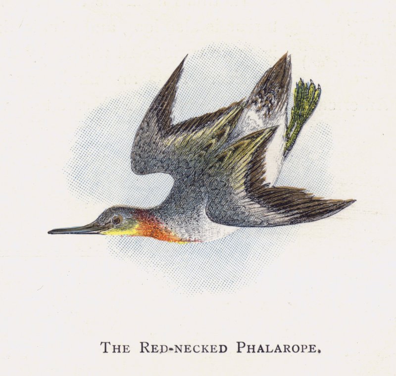 A vörösnyakú phalarope alkotó: Alexander Francis Lydon