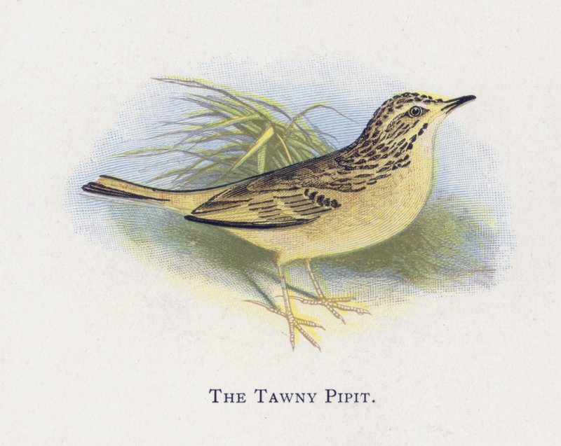 A Tawny Pipit alkotó: Alexander Francis Lydon